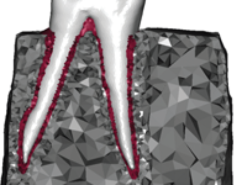 Tissue Mechanics